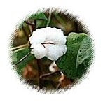 Organic cotton plant