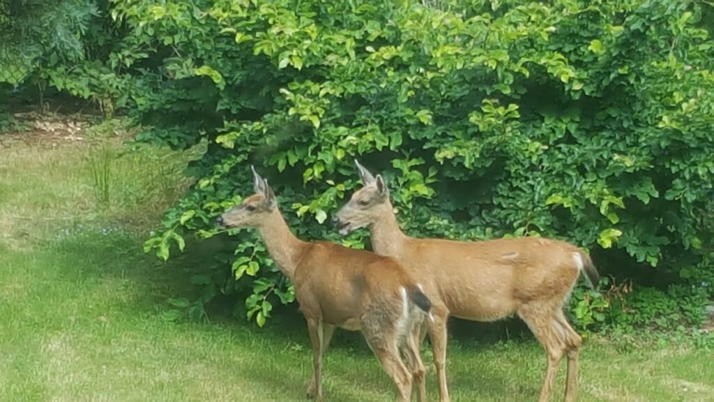 Two deer in a yard
