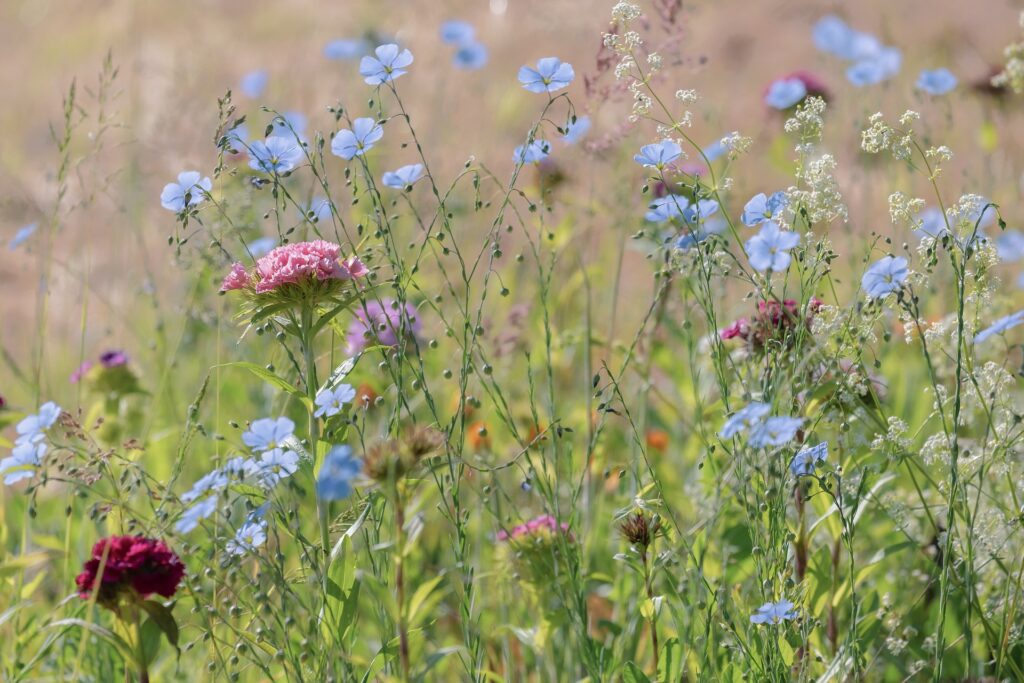 A meadow of flax flowers in the daytime.