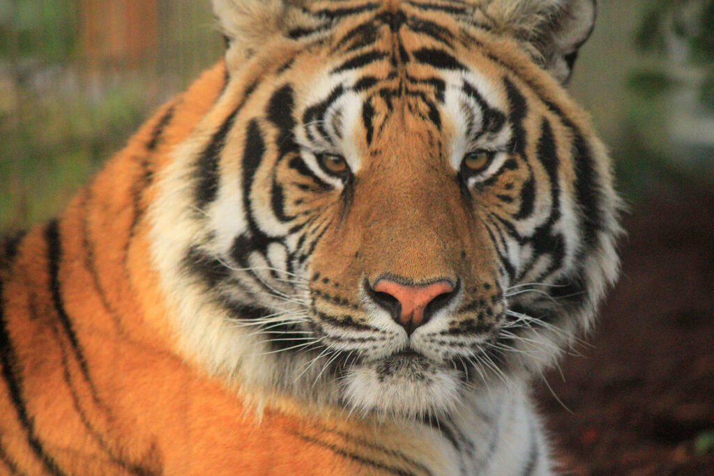 Calvin the Tiger from Wildcat Ridge Sanctuary