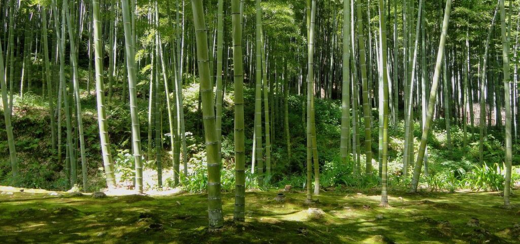 A dense clump of bamboo trees